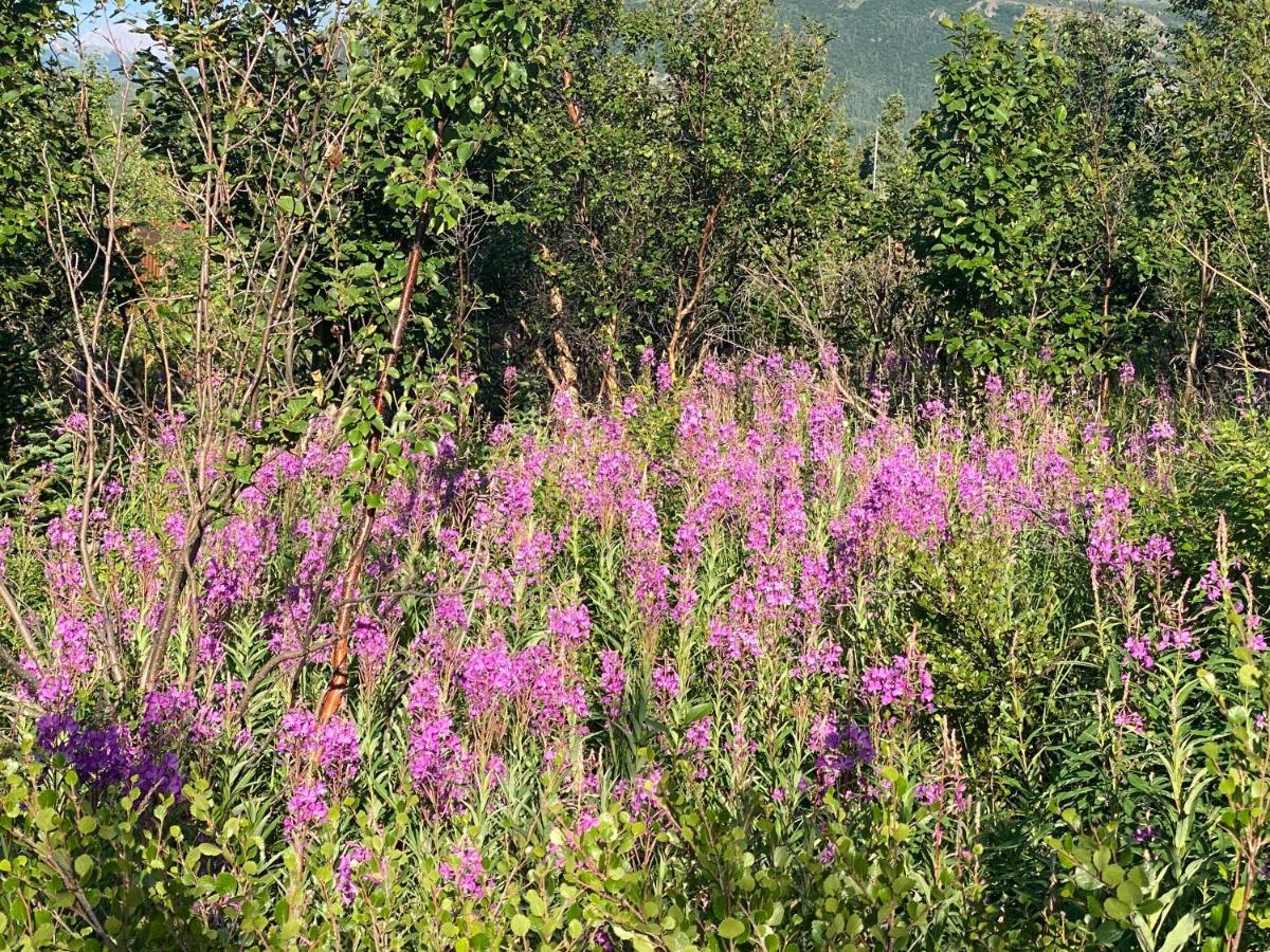 Denali Rv Park & Motel Healy Ngoại thất bức ảnh